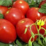 Tomato shuttle: recenzije, fotografije, prinos